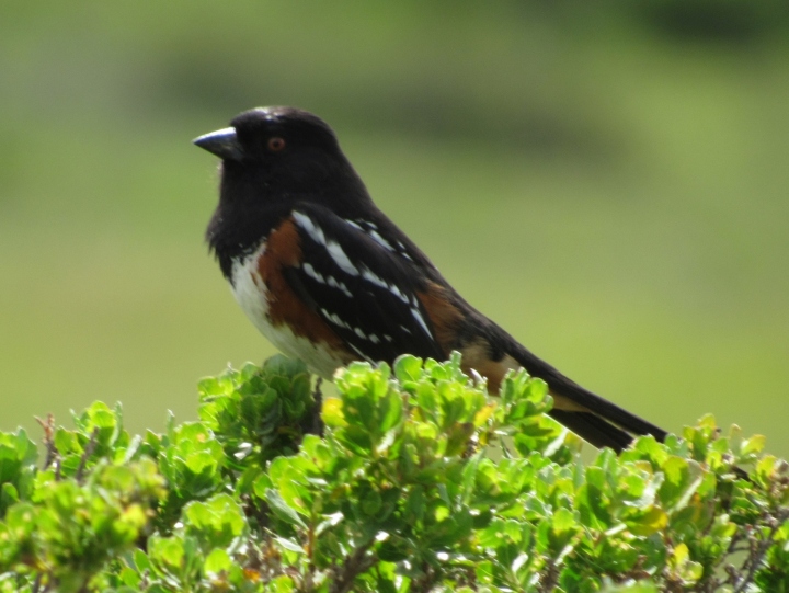 Spotted Towhee